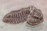 Red Proetid Trilobite - Hamar Laghdad, Morocco #271354-1